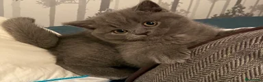 British Shorthair 2
