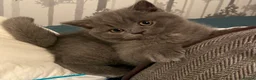 British Shorthair cats for sale: Two Stunning Pedigree British Shorthair Girls - Advert 14