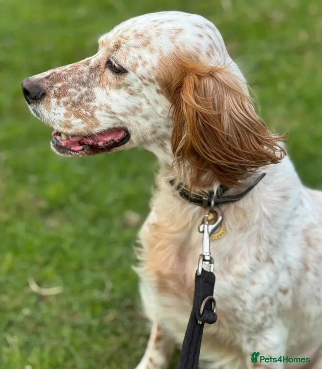 English Setter dogs for adoption: Pecas - Advert 5
