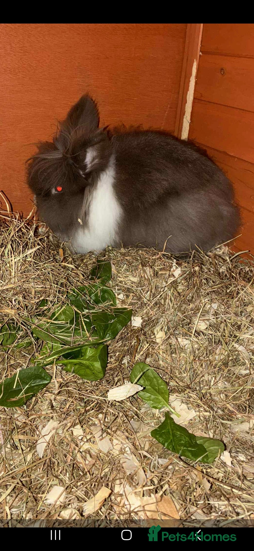 Lionhead rabbits for sale: Lionhead x angora rabbits  - Advert 7
