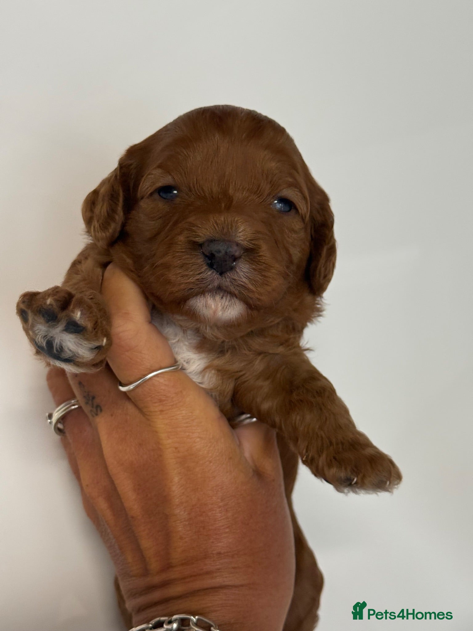 Cavapoo dogs F1 Cavapoo’s with Merles  - Advert 2