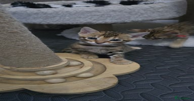 Bengal cats - Advert 4