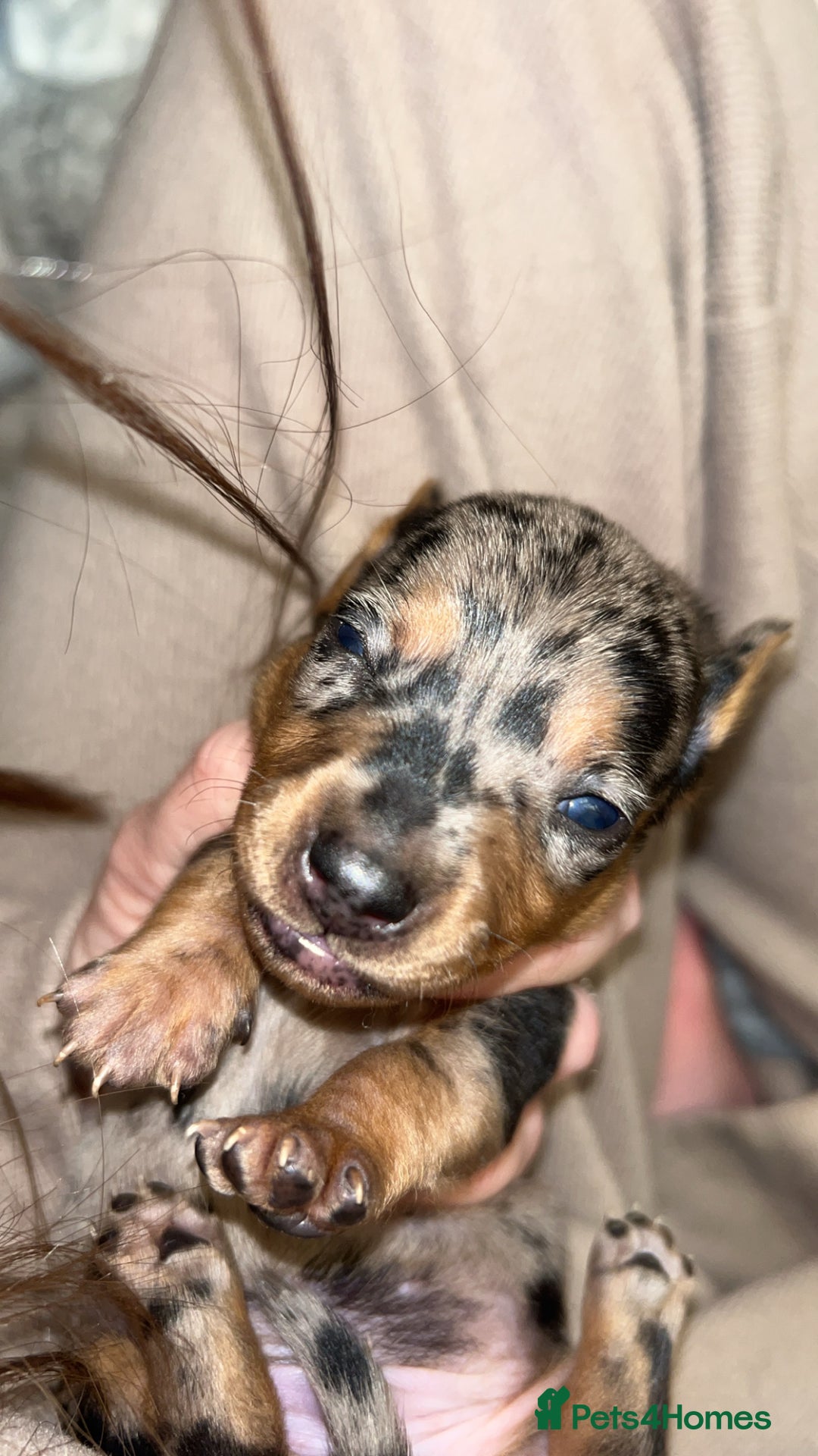 Miniature Dachshund dogs for sale: Beautiful miniature dachshunds  - Advert 10