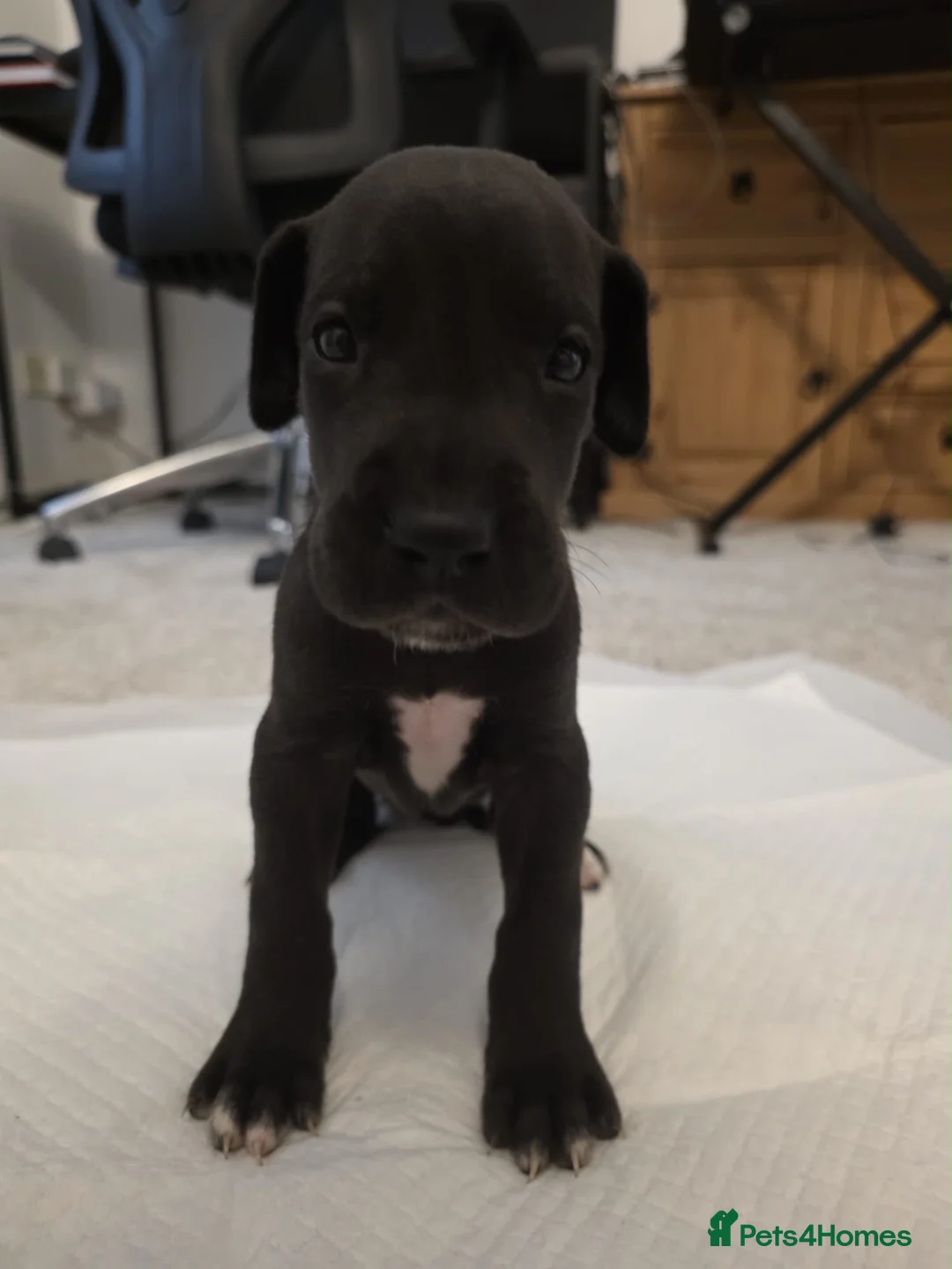 Great Dane dogs for sale: High Quality Great Dane Puppies - Advert 2