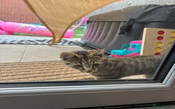 British Shorthair cats for sale: Female kitten zuzu 12 weeks old  - Image 6