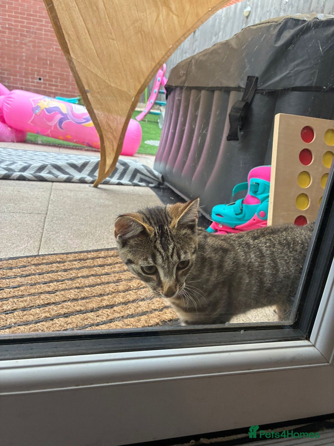 British Shorthair cats for sale: Female kitten zuzu 12 weeks old  - Image 6