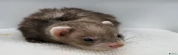 Ferret rodents for sale: Micro ferret hobs - Advert 2
