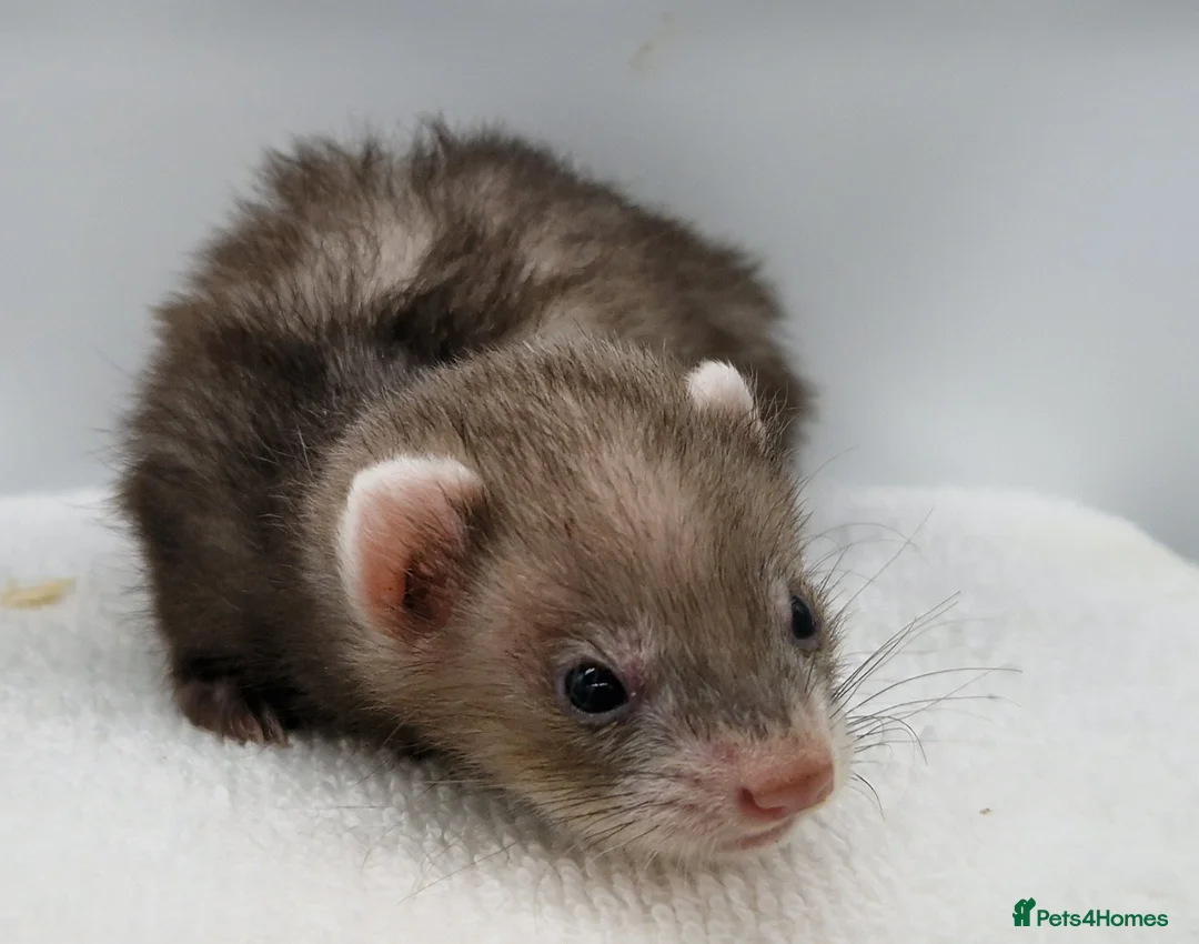 Ferret rodents for sale: Micro ferret hobs - Advert 2