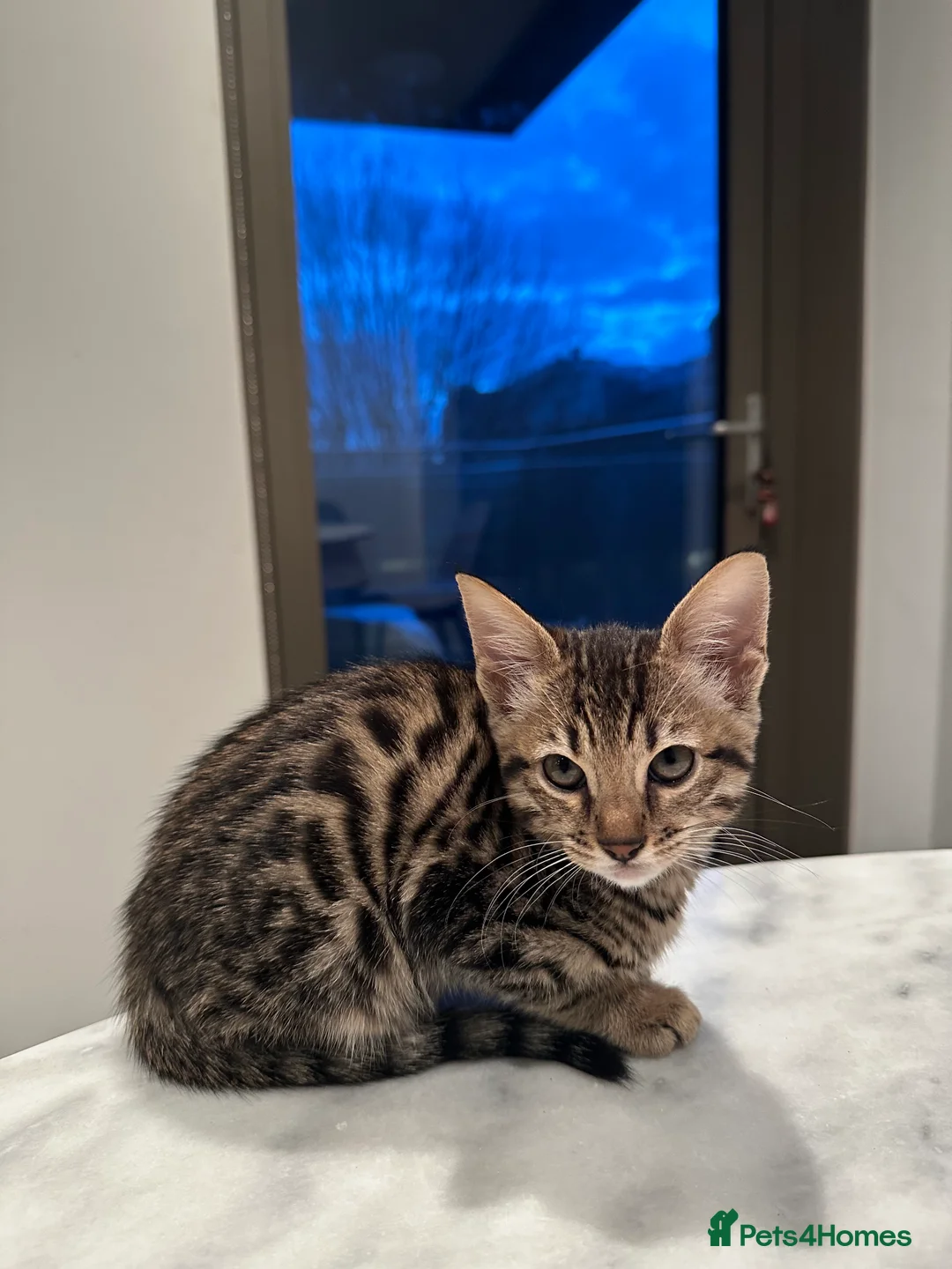 Bengal cats for sale: Sepia Bengal X Savannah kittens Extremely rare  - Advert 10