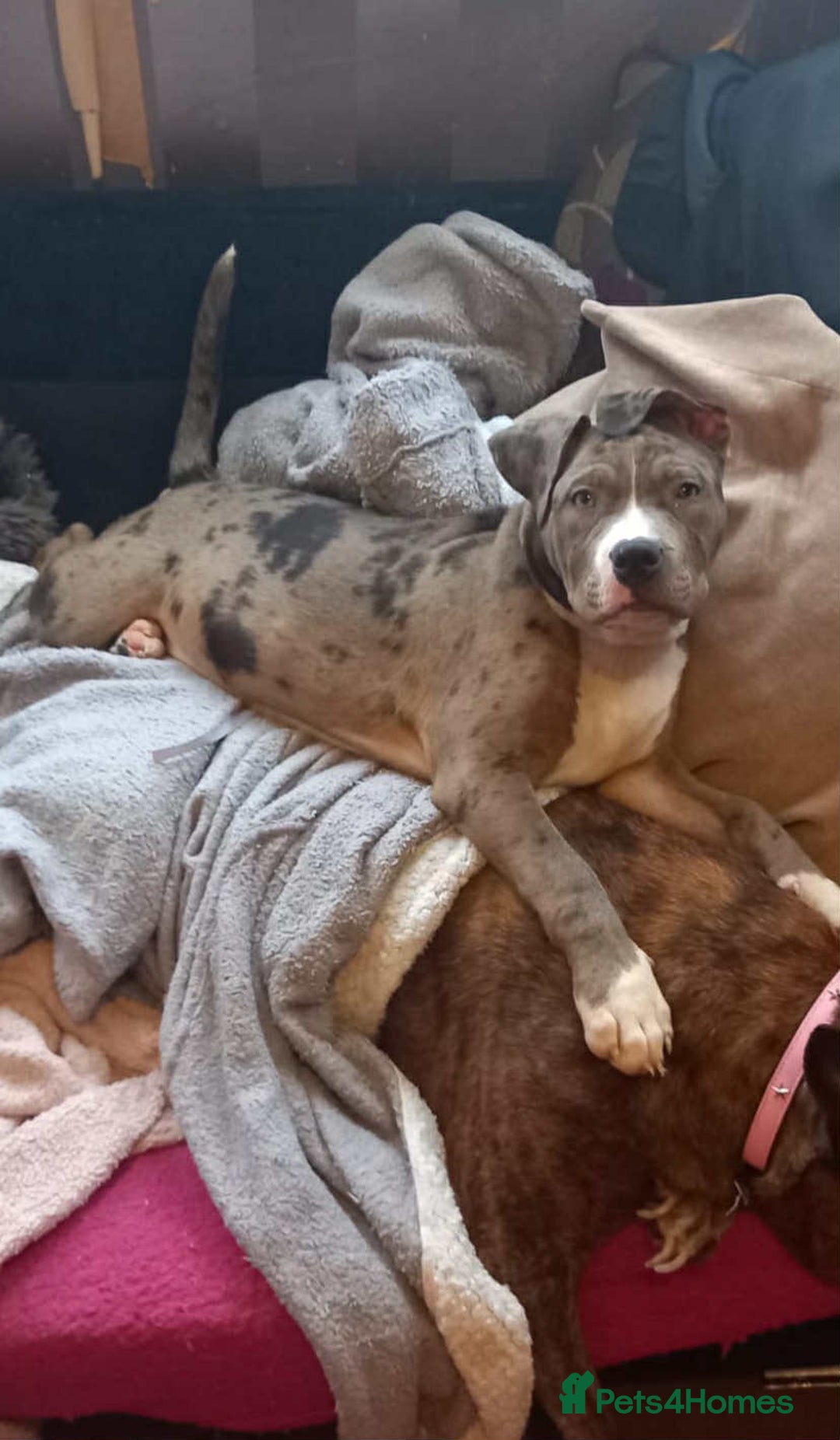 Mixed Breed dogs for sale: Puppy for sale  - Image 11