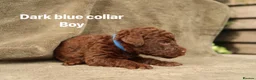 Labradoodle dogs for sale: Labradoodles Miniature/Midi Puppies Muliti Gen  - Advert 10