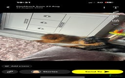 Pomeranian dogs for sale: Pomeranian puppies  - Image 2