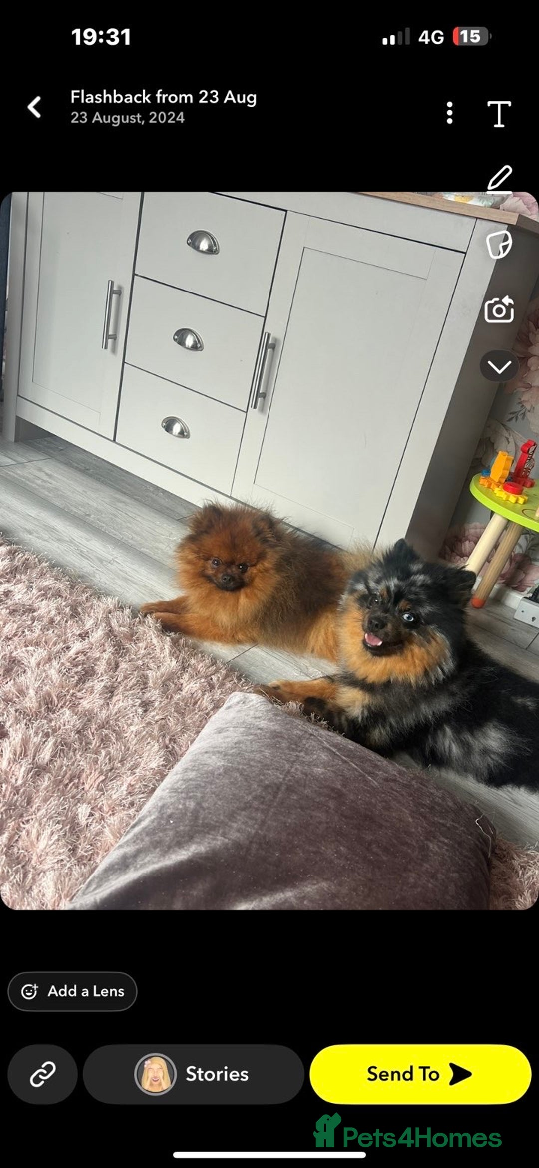 Pomeranian dogs for sale: Pomeranian puppies  - Image 2