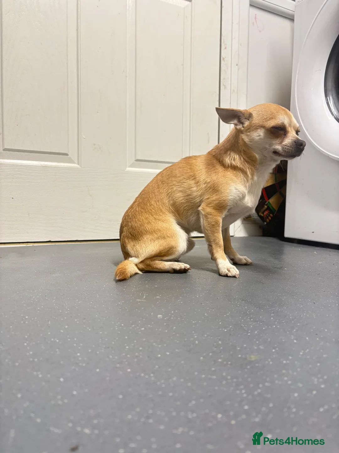 Chihuahua dogs for stud: Milo chihuahua stud - Advert 1