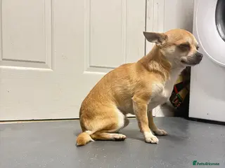 Chihuahua dogs Milo chihuahua stud - Advert 7