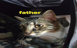 Mixed Breed cats for sale: Mixed ragdoll x siberian  - Image 7