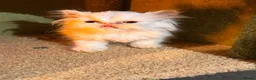 Persian cats for sale: cute Persian kittens looking for a home  in Hounslow - Advert 7
