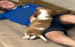 Welsh Springer Spaniel dogs for sale: Kc reg Welsh springer spaniel male puppies - Image 37