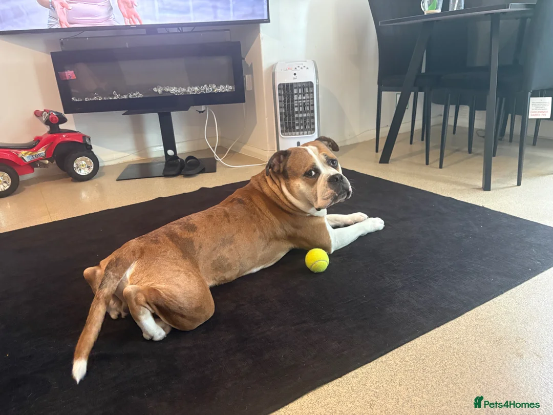 American Bully dogs for stud: POCKET BULLY FOR STUD - Advert 2