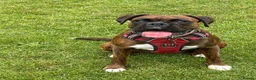 Boxer dogs for sale: Beautiful Boxer Puppies (long tail) in Hove - Advert 16