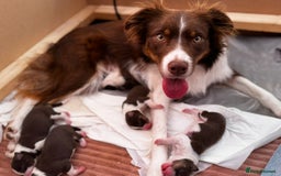 Border Collie dogs for sale: Red & White Tri border collie puppies  - Image 1
