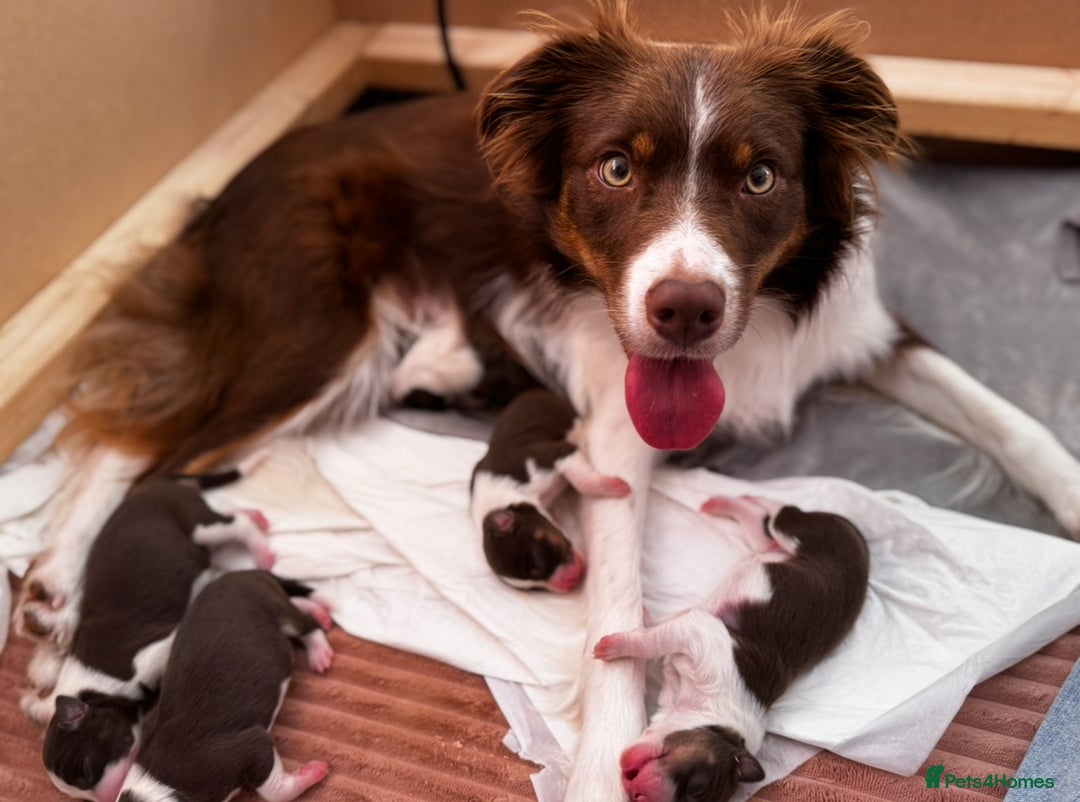 Border Collie dogs for sale: Red & White Tri border collie puppies  - Image 1