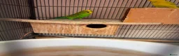 Budgerigars birds for sale: Budgies breeding pair  - Advert 6