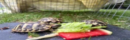 Hermann Tortoise reptiles for sale: I year hand nurtured Hermann juveniles in Barry - Advert 2