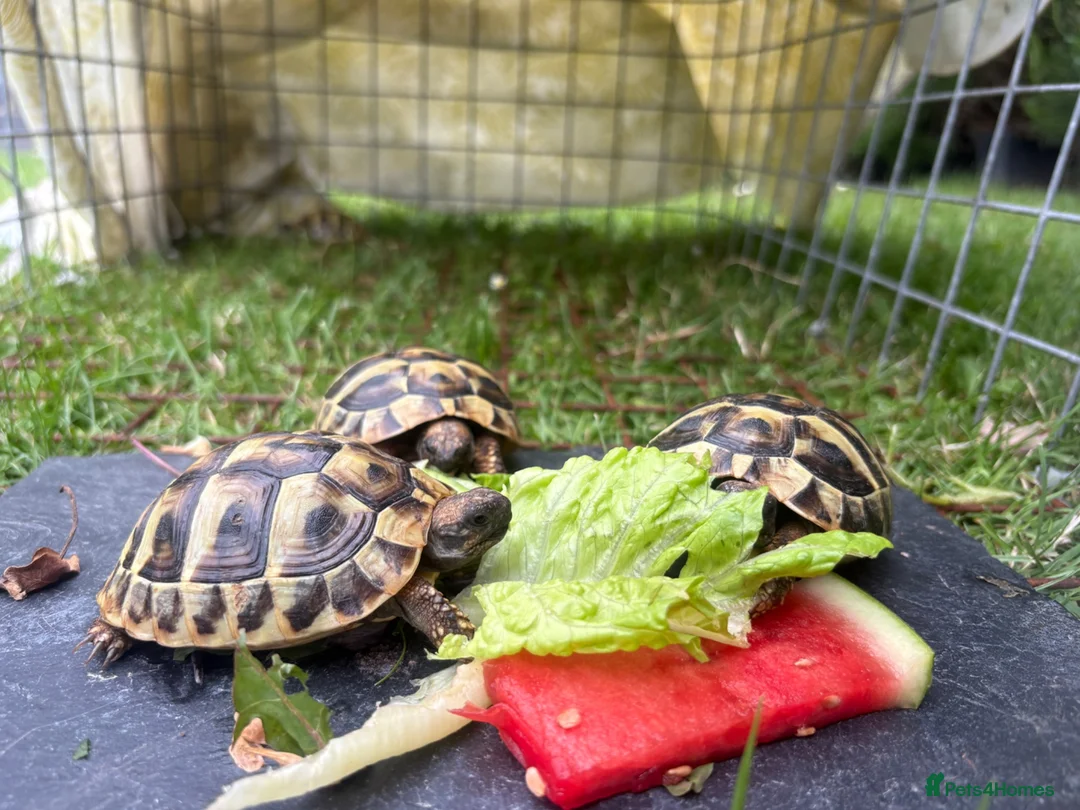 Hermann Tortoise reptiles for sale: I year hand nurtured Hermann juveniles in Barry - Advert 2