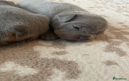 French Bulldog dogs for sale: French bulldog puppies - Image 6