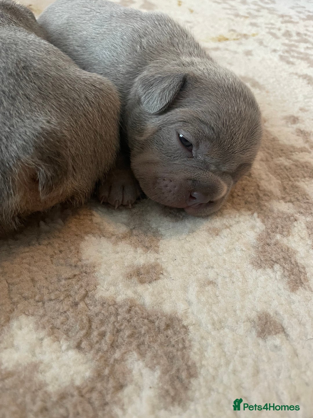 French Bulldog dogs for sale: French bulldog puppies - Image 6