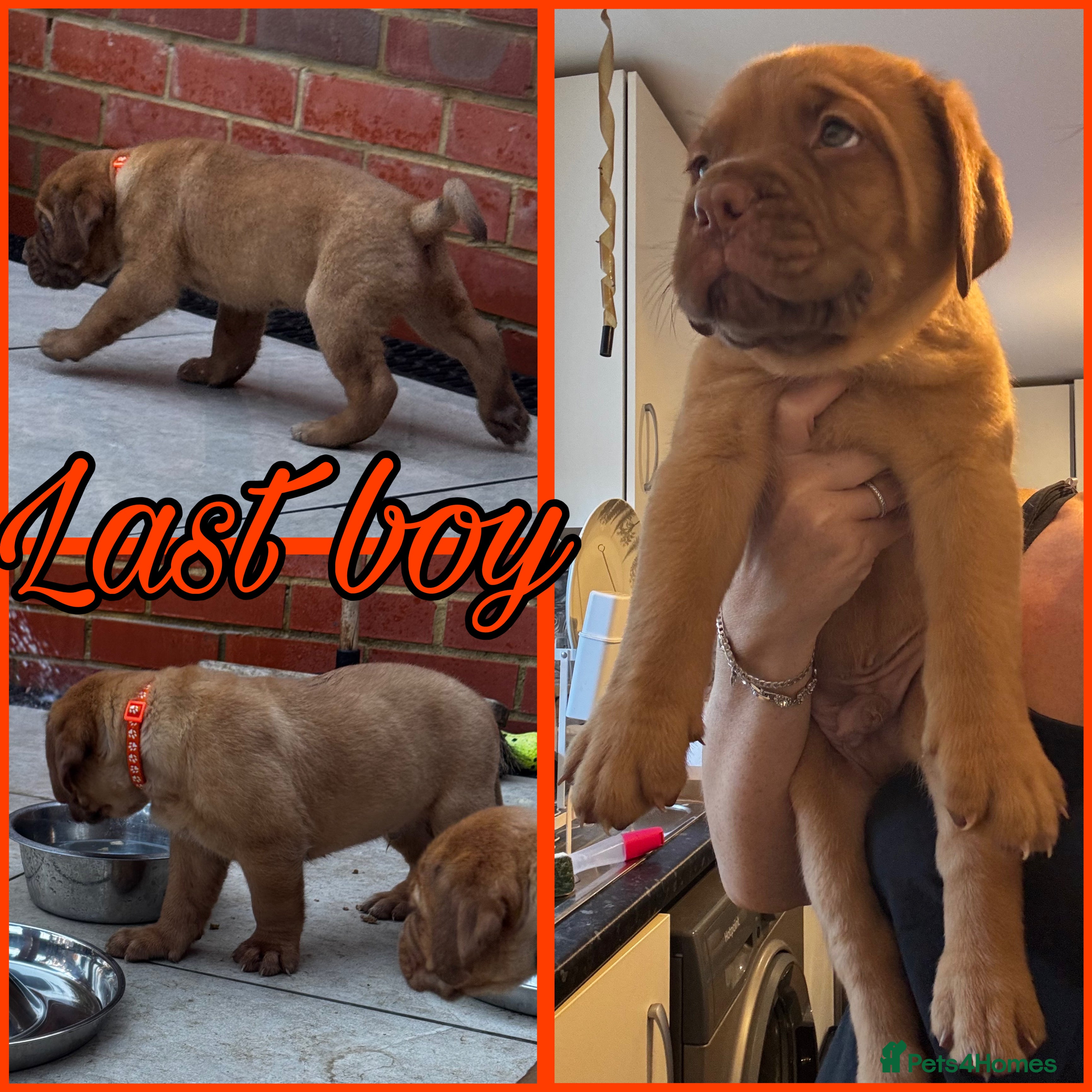 Dogue De Bordeaux dogs Beautiful KC Registered Dogue de Bordeaux Puppies - Advert 2