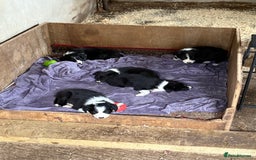 Border Collie dogs for sale: 5 border collie pups for sale from working parents - Image 2