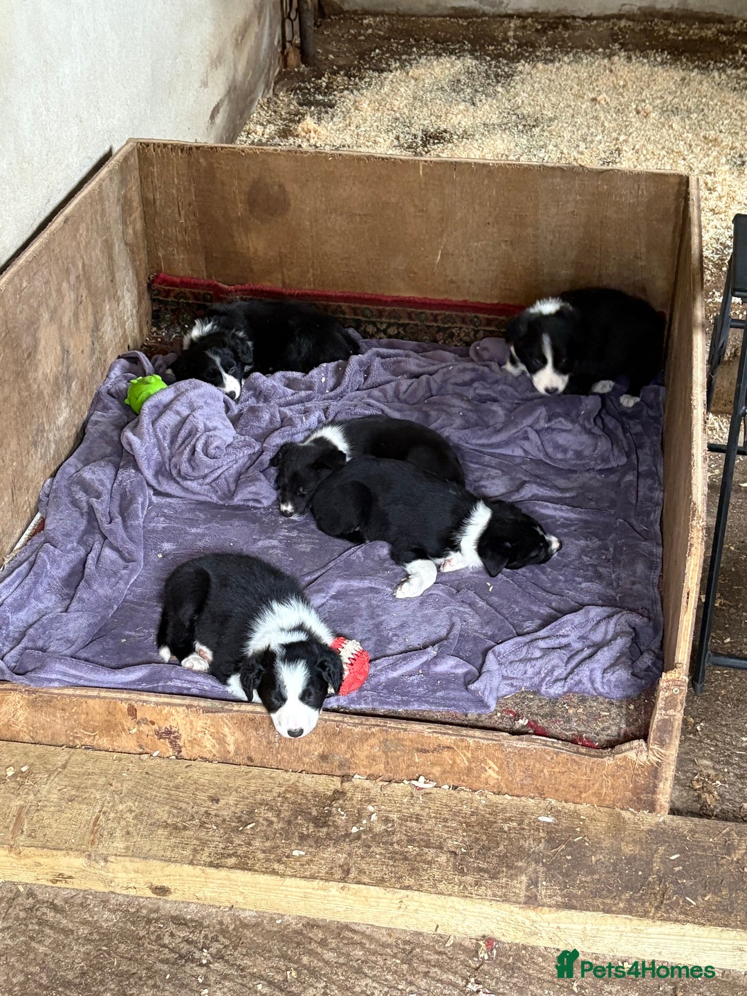 Border Collie dogs for sale: 5 border collie pups for sale from working parents - Image 2