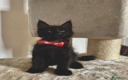 Maine Coon cats for sale: Maine coon kittens  - Image 4