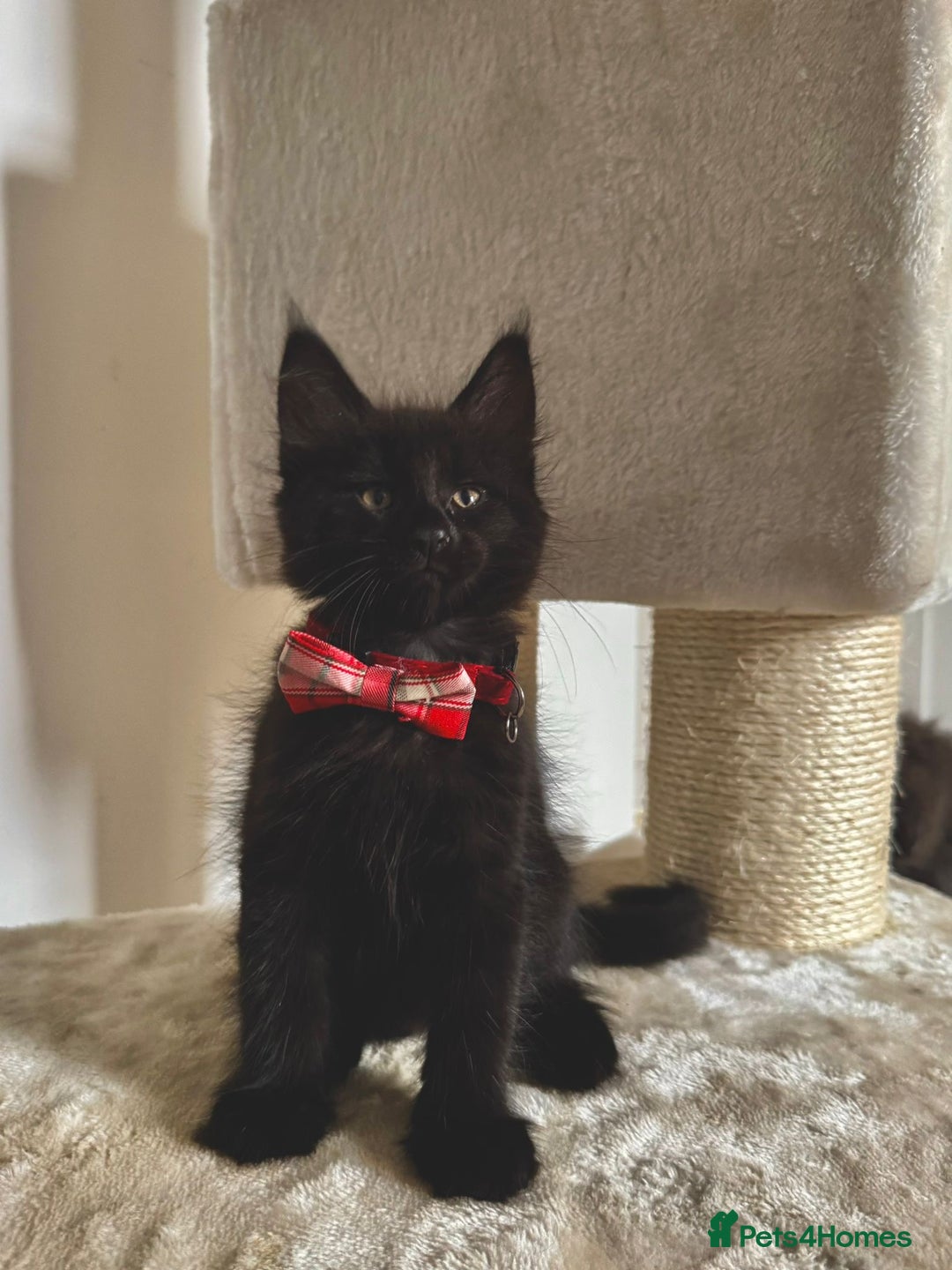 Maine Coon cats for sale: Maine coon kittens  - Image 4