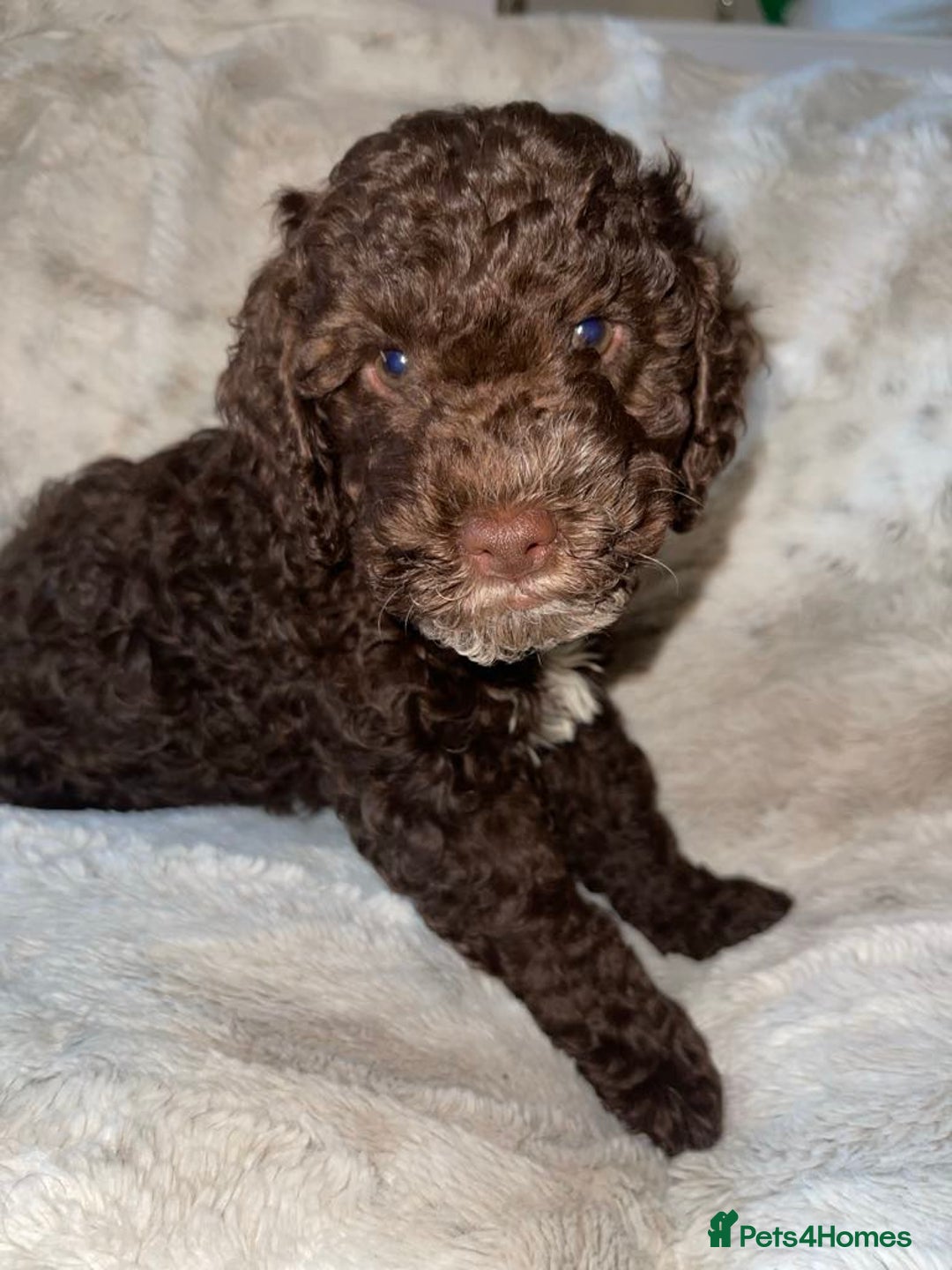 Cockapoo dogs for sale: 4 beautiful boys.  - Image 3