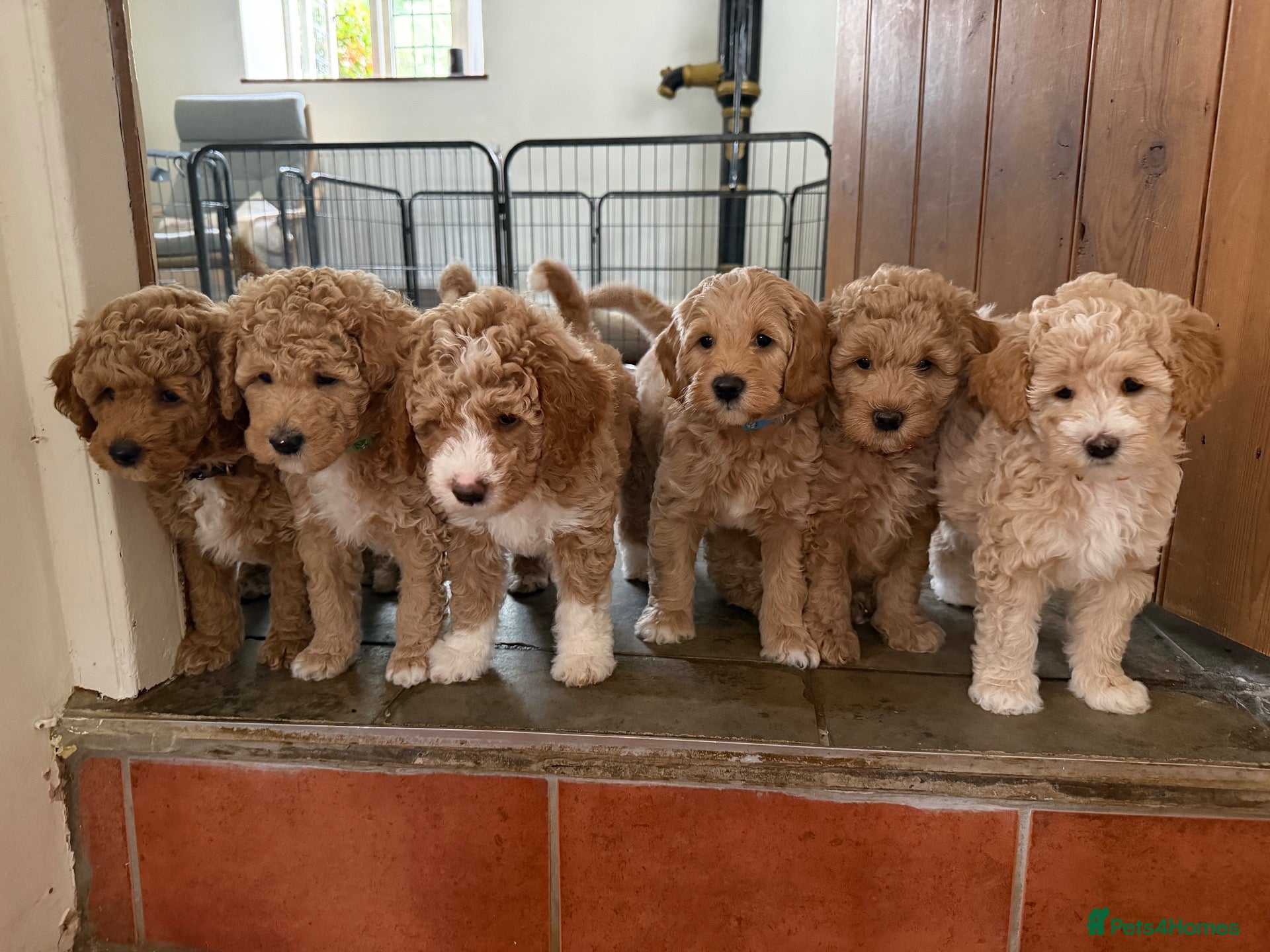 Mini Goldendoodle dogs Mini Goldendoodle puppies 🐶🫶🏻 - Advert 1