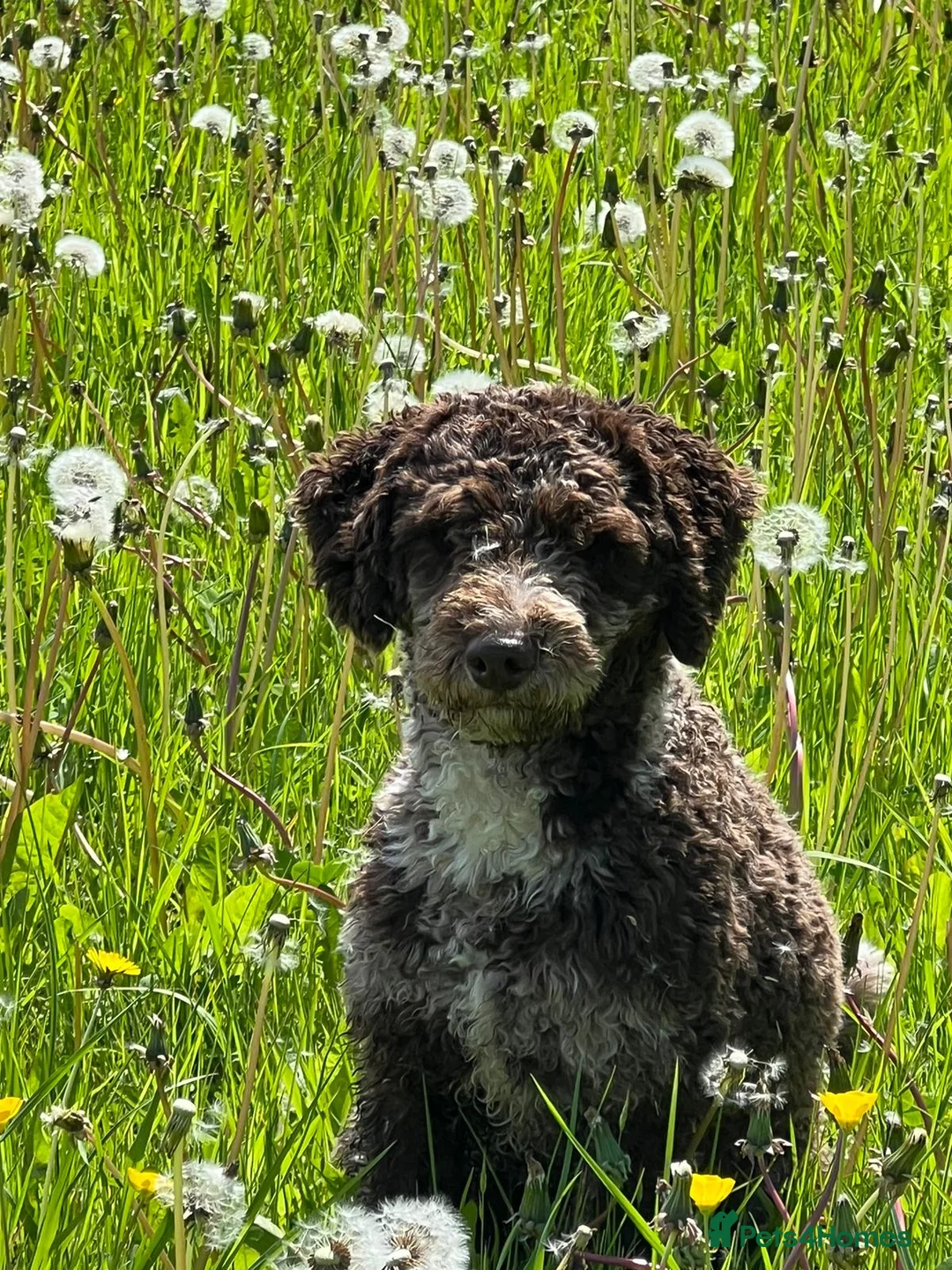 Miniature Poodle dogs for stud: Chocolate Merle Miniature Poodle Fully DNA Tested in Radstock - Advert 13
