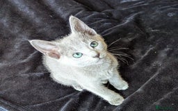 Russian Blue cats for sale: Pedigree TICA Registered kittens - Image 17