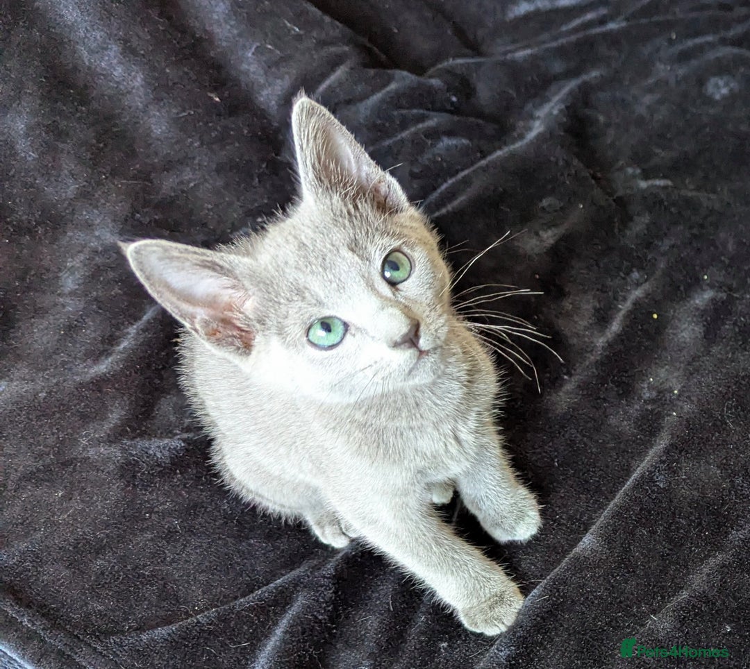 Russian Blue cats for sale: Pedigree TICA Registered kittens - Image 17