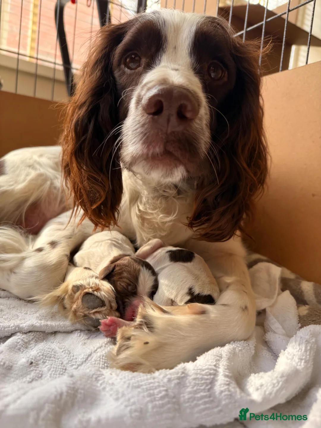 English Springer Spaniel dogs for sale: Springer spaniel puppies  - Advert 10