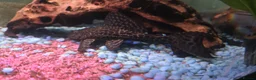 Plecos fish for sale: Common Pleco - Advert 4