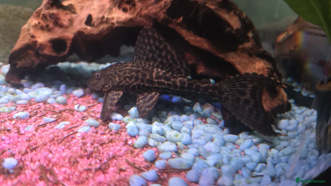 Plecos fish for sale: Common Pleco - Advert 4