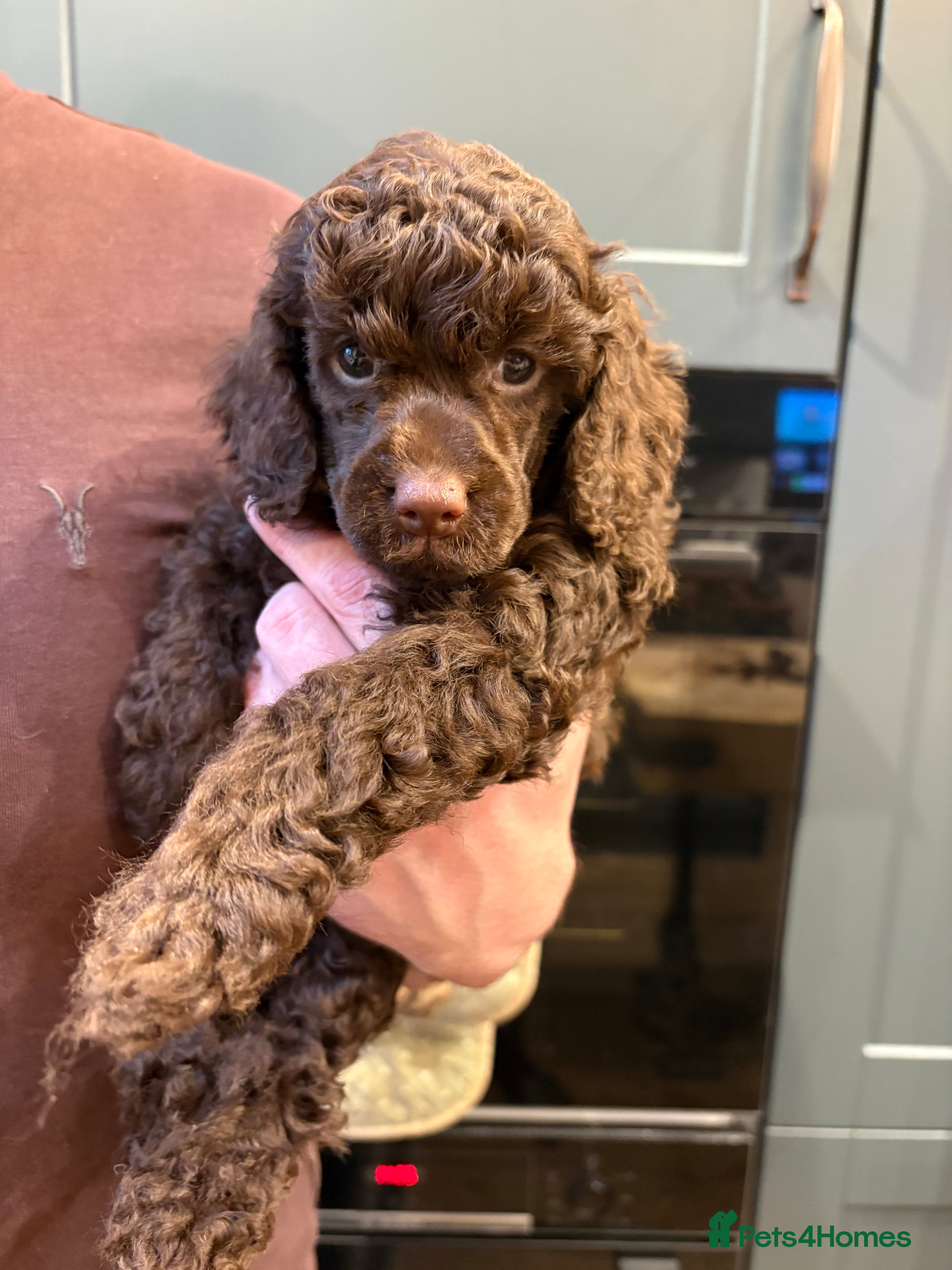 Miniature Poodle dogs X2 left KC registered miniature poodle pups  - Advert 1