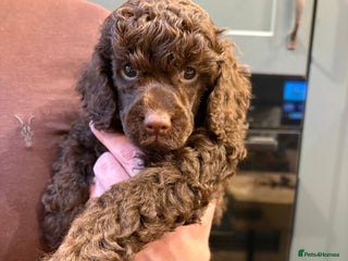 Miniature Poodle dogs X3 KC registered miniature poodle pups - Advert 1
