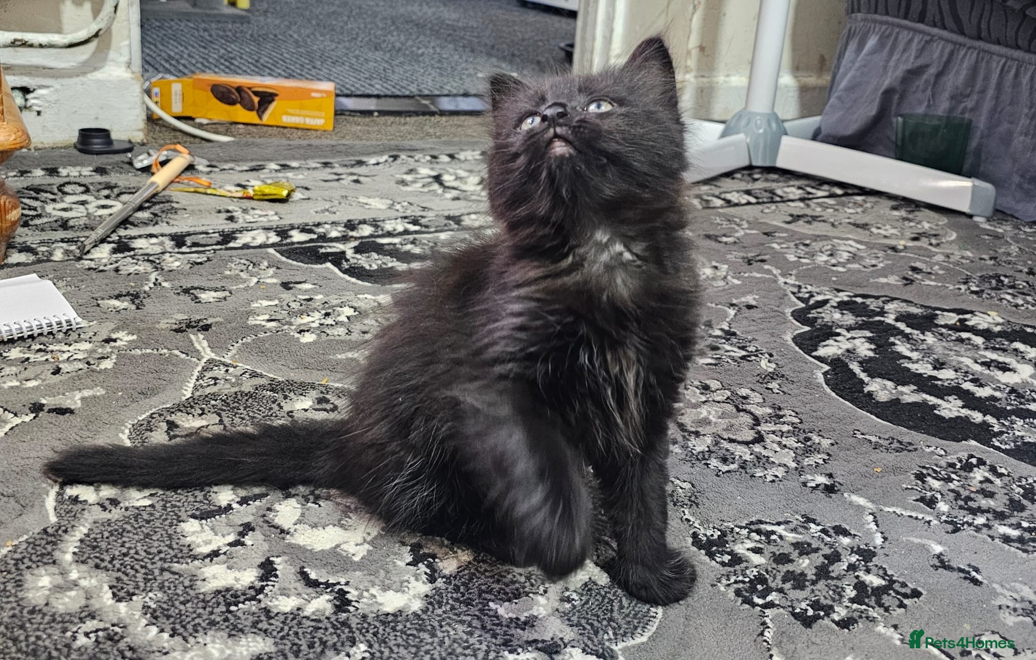 Mixed Breed cats A beautiful litter of 4 kittens - Advert 5