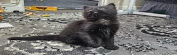 Mixed Breed cats for sale: A beautiful litter of 4 kittens - Advert 13
