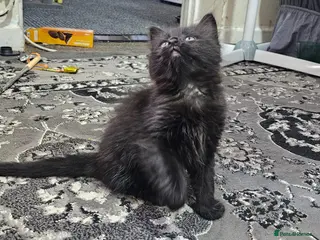 Mixed Breed cats A beautiful litter of 4 kittens - Advert 5