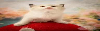 Ragdoll 2